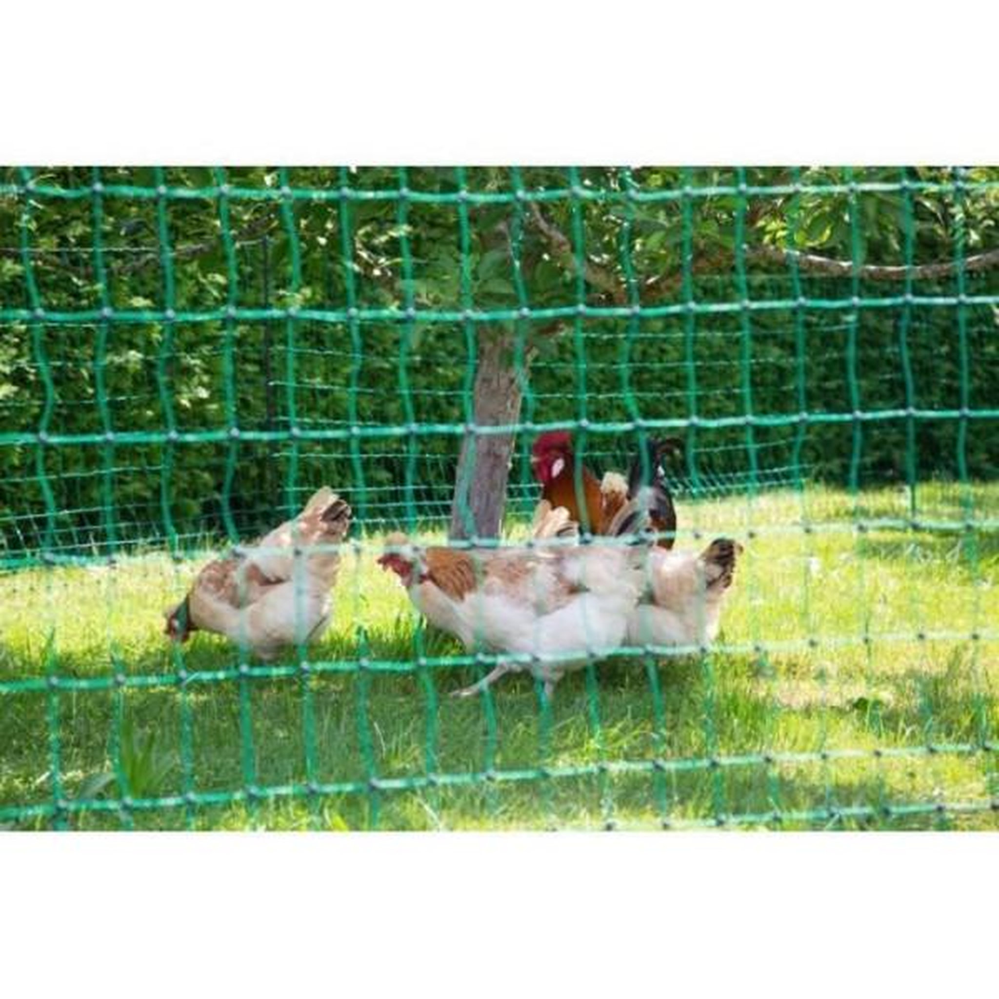 Voir la diapositive 3 : KERBL KERBL - Filet pour les poules 50 m - 106 cm - double pointe - vert - non électrique