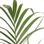 Voir la diapositive 3 : PLANT IN A BOX Palmier Kentia - Howea forsteriana - Hauteur 130-140cm - ⌀21cm