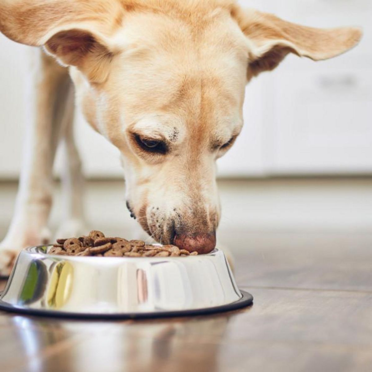 Paris Prix Gamelle Antidérapante Chien & Chat  Inox  25cm Argent