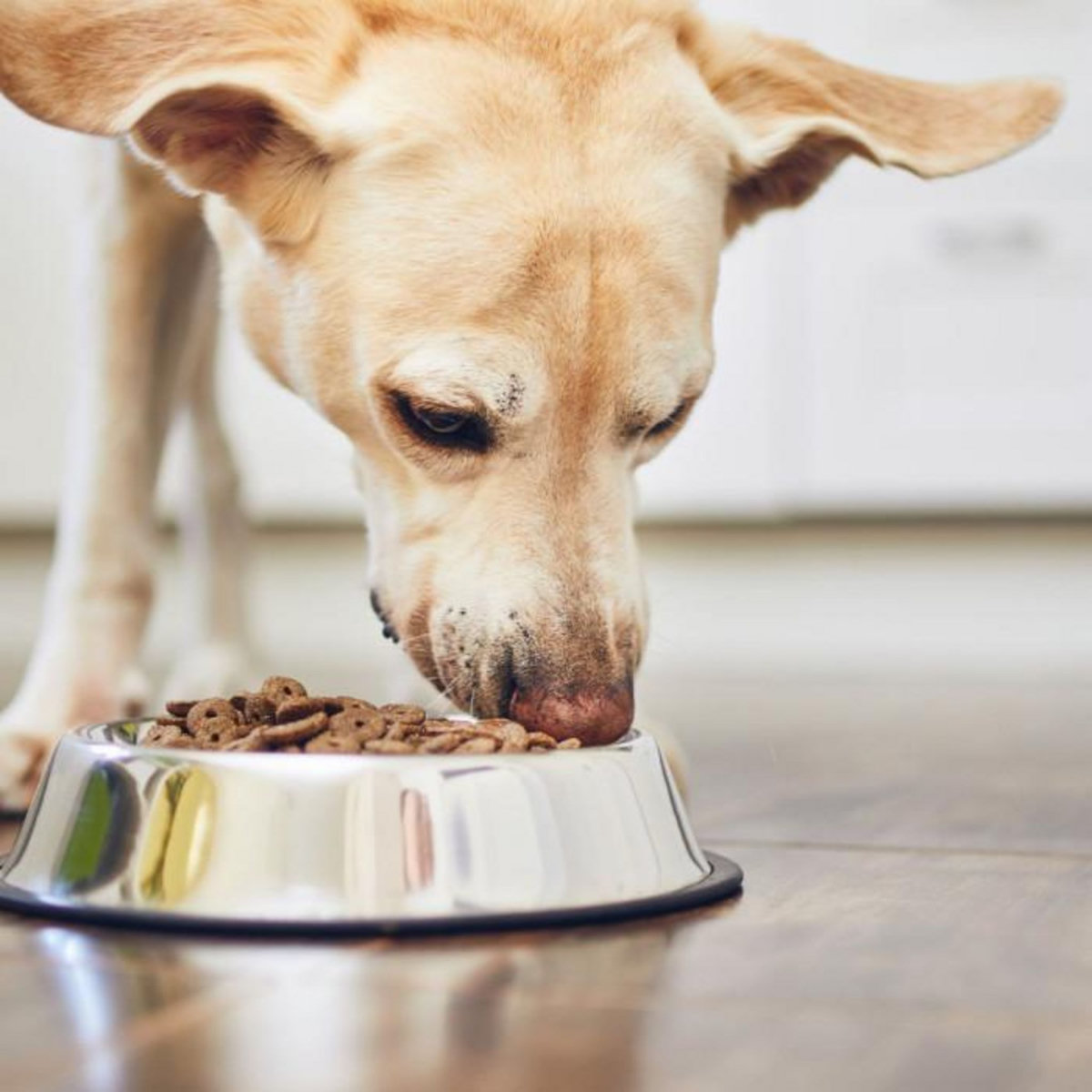 Paris Prix Gamelle Antidérapante Chien & Chat  Inox  25cm Argent