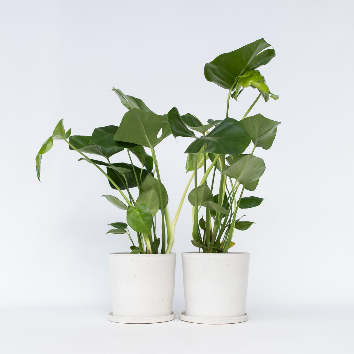 PLANT IN A BOX Plante à trous - Set de 2 - Monstera deliciosa - Hauteur 50-60cm - ⌀17cm