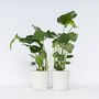 Voir la diapositive 6 : PLANT IN A BOX Plante à trous - Set de 2 - Monstera deliciosa - Hauteur 50-60cm - ⌀17cm