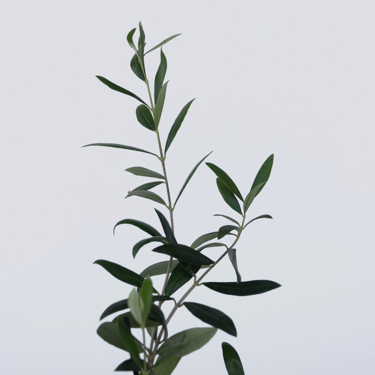 PLANT IN A BOX Olivier - Set de 2 - Olea europaea - Hauteur 25-40cm - ⌀9cm