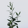 Voir la diapositive 3 : PLANT IN A BOX Olivier - Set de 2 - Olea europaea - Hauteur 25-40cm - ⌀9cm