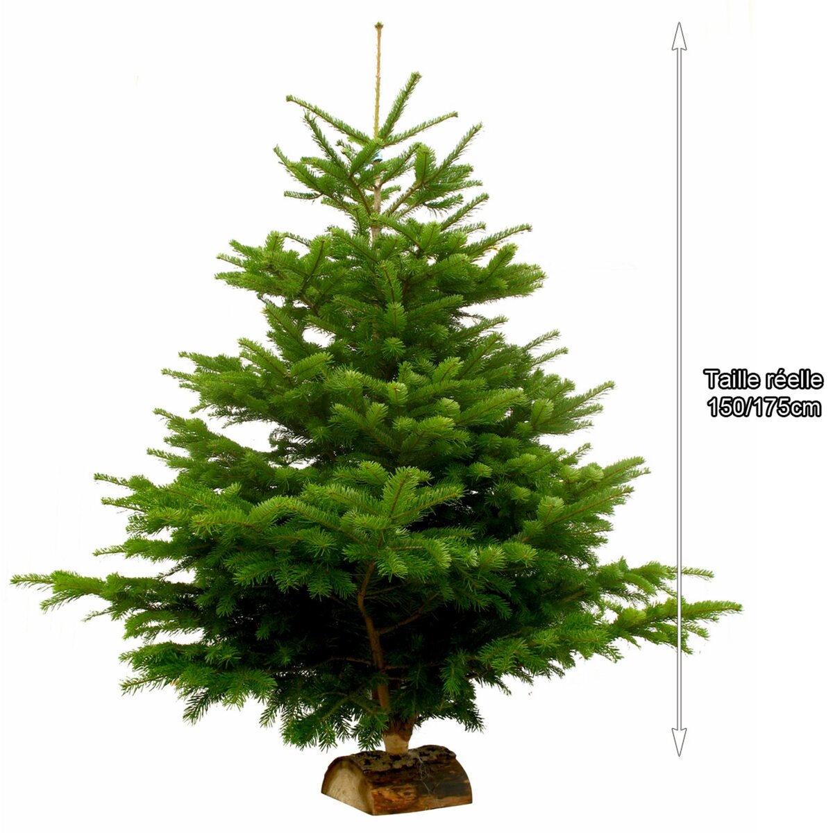 Sapin de Noël Nordmann coupé 150 à 175 cm pas cher Auchan.fr