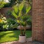 Voir la diapositive 5 : PLANT IN A BOX Mélange de palmiers d'extérieur - Set de 3 - Hauteur 50-70cm - ⌀15cm