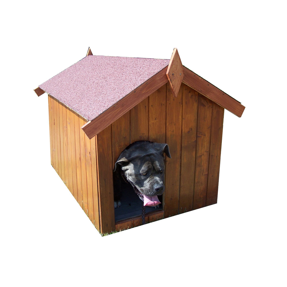 Niche petit chien Lintig