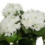  Plante Artificielle  Hortensia  61cm Blanc
