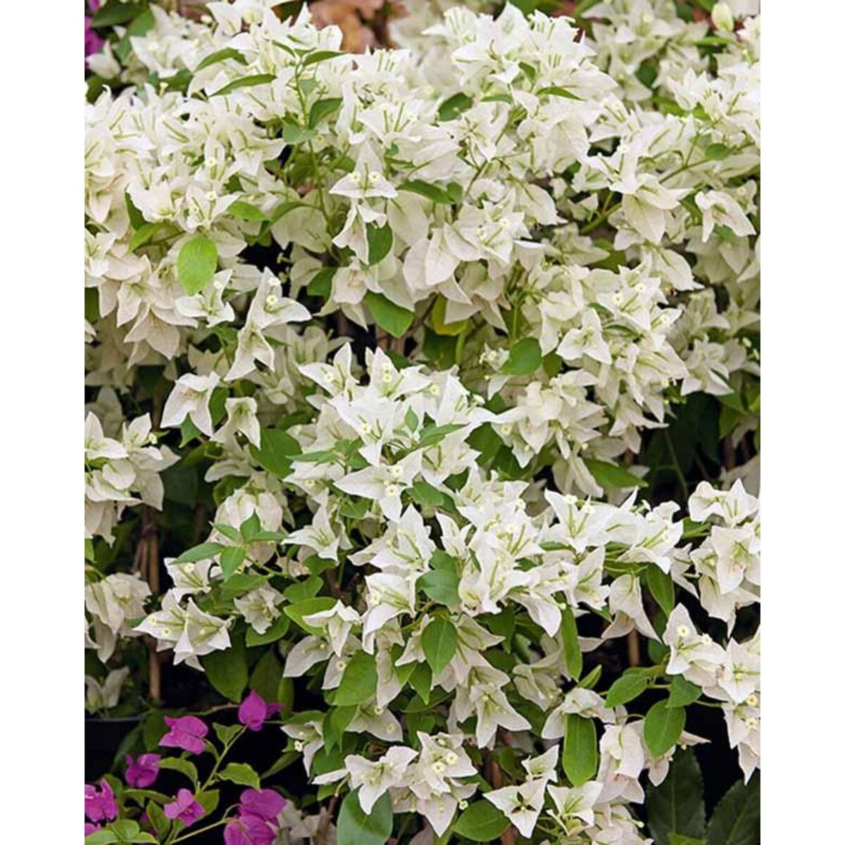 Bougainvillier Blanc Le pot / Ø 12cm / Hauteur livrée environ 30cm