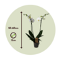 Voir la diapositive 2 : PLANT IN A BOX Orchidée papillon - Phalaenopsis - Hauteur 50-60cm - ⌀12cm