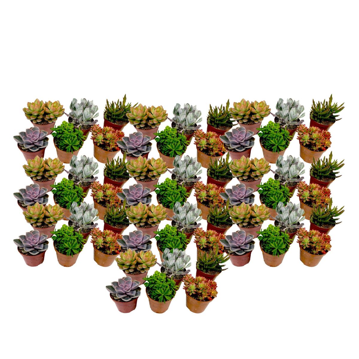 PLANT IN A BOX Mélange de petites succulentes - Set de 60 - Succulent Mix - H5-10cm - ⌀5,5cm