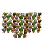 PLANT IN A BOX Mélange de petites succulentes - Set de 60 - Succulent Mix - H5-10cm - ⌀5,5cm