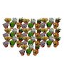 Voir la diapositive 1 : PLANT IN A BOX Mélange de petites succulentes - Set de 60 - Succulent Mix - H5-10cm - ⌀5,5cm