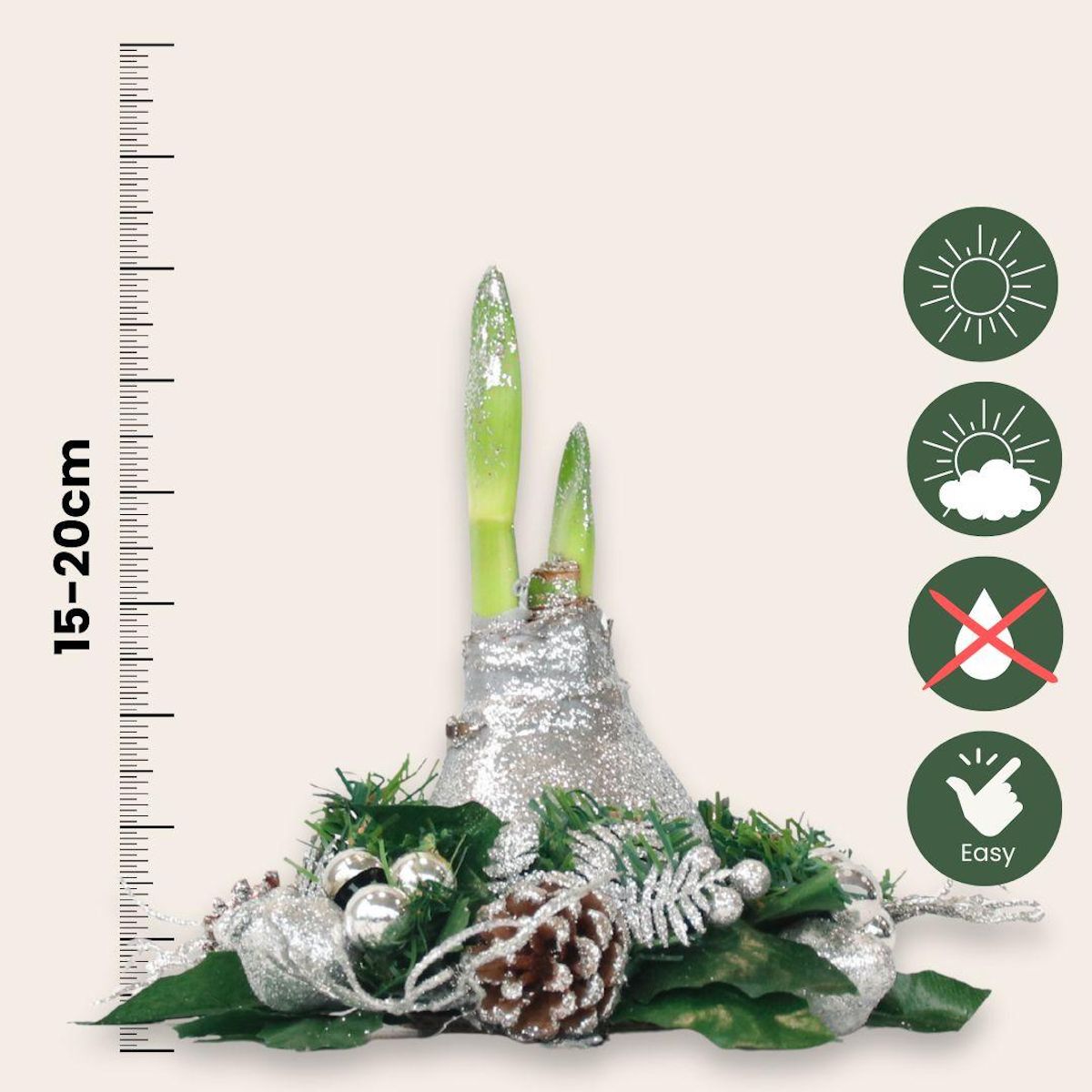 PLANT IN A BOX Amaryllis - Hippeastrum 'Couronne de Noël' - Argent