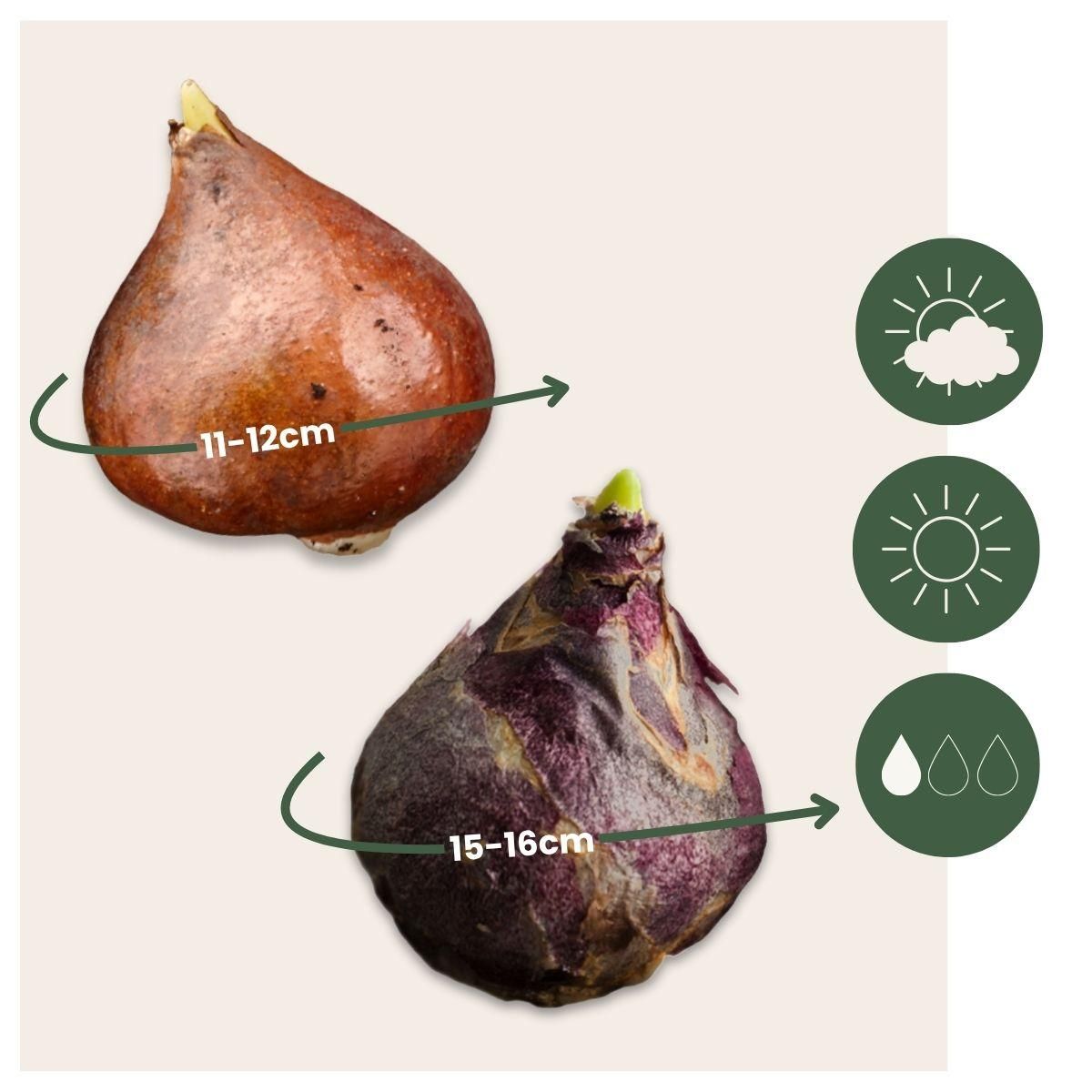 PLANT IN A BOX Mélange de bulbes pour le jardin - Set de 25 - Tulipa, Hyacinthus