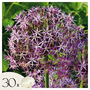 Voir la diapositive 1 : PLANT IN A BOX Ail - Set de 30 - Allium 'Christophii' - Bulbes à fleurs - Violet