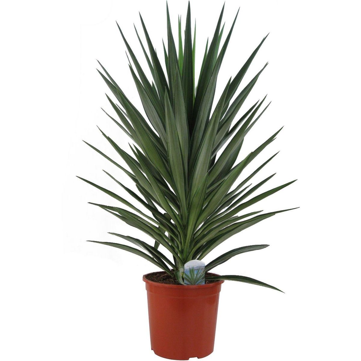 Yucca mix (Jewel-Emilia) - C5L