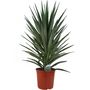 Voir la diapositive 1 : Yucca mix (Jewel-Emilia) - C5L