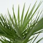 Voir la diapositive 3 : PLANT IN A BOX Palmier nain - Set de 2 - Chamaerops humilis - Hauteur 70-80cm - ⌀21cm