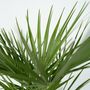 Voir la diapositive 3 : PLANT IN A BOX Palmier nain - Set de 2 - Chamaerops humilis - Hauteur 70-80cm - ⌀21cm