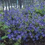  Collection de plantes vivaces à fleurs bleues - Les 12 pots / Ø 9cm - Willemse