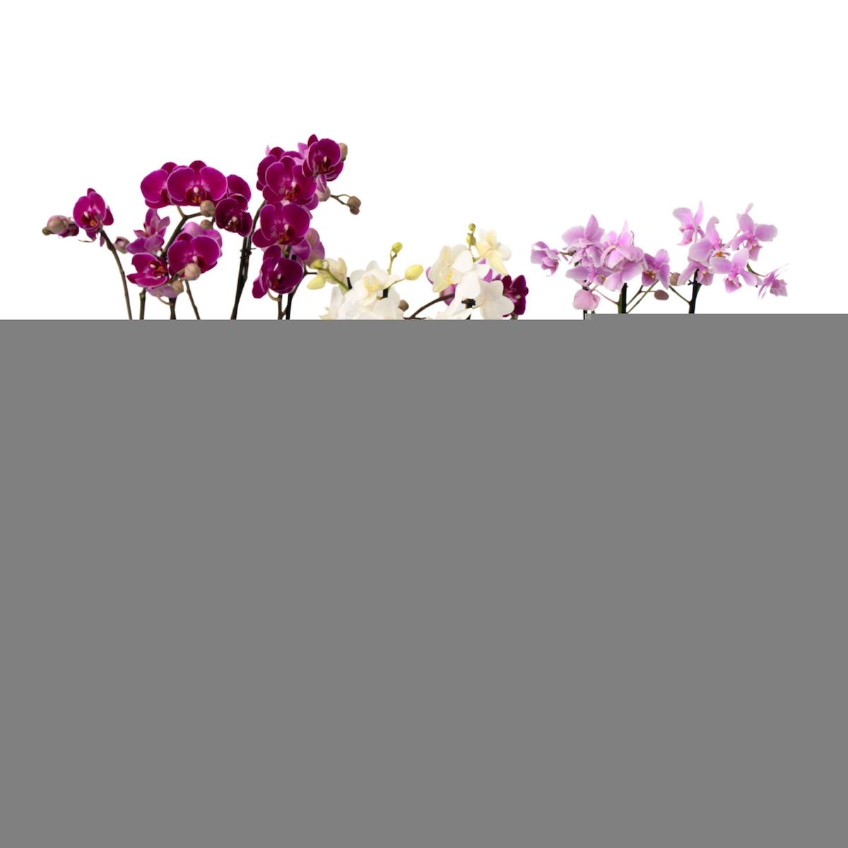 PLANT IN A BOX Orchidée Phalaenopsis - x3 - Phalaenopsis Multiflora - Hauteur 35-45cm - ⌀12cm