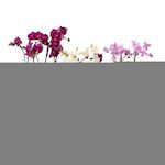 PLANT IN A BOX Orchidée Phalaenopsis - x3 - Phalaenopsis Multiflora - Hauteur 35-45cm - ⌀12cm