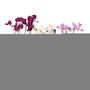 Voir la diapositive 1 : PLANT IN A BOX Orchidée Phalaenopsis - x3 - Phalaenopsis Multiflora - Hauteur 35-45cm - ⌀12cm
