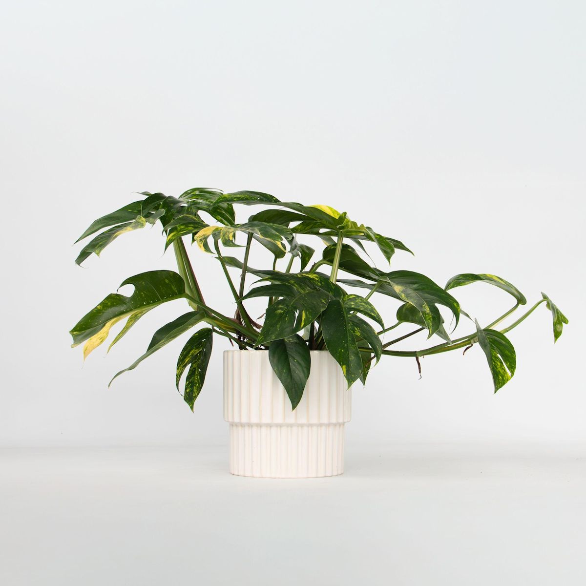 PLANT IN A BOX Epipremnum 'Goldfinger' - Epipremnum pinnatum Pothos - Hauteur 25-35cm - ø17cm