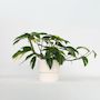 Voir la diapositive 5 : PLANT IN A BOX Epipremnum 'Goldfinger' - Epipremnum pinnatum Pothos - Hauteur 25-35cm - ø17cm