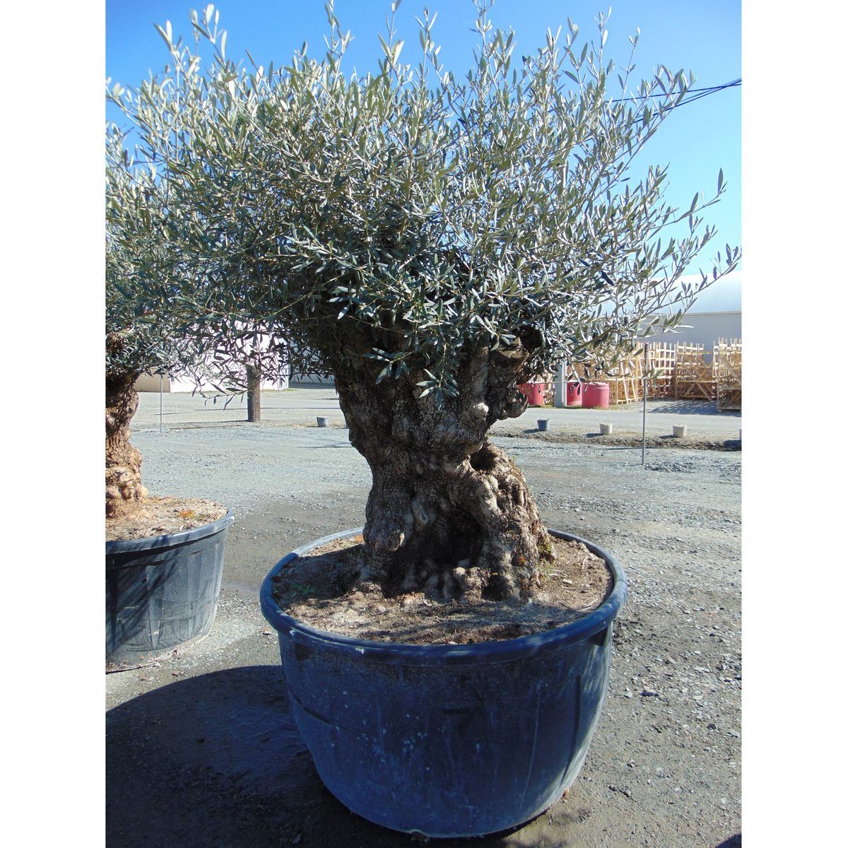 Olivier Pot 500L Haut. 180/200 Circon. Tronc 100/125cm