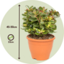 Voir la diapositive 2 : PLANT IN A BOX Arbre de jade - Crassula ovata 'Sunset' - Hauteur 45-50cm - ⌀23cm
