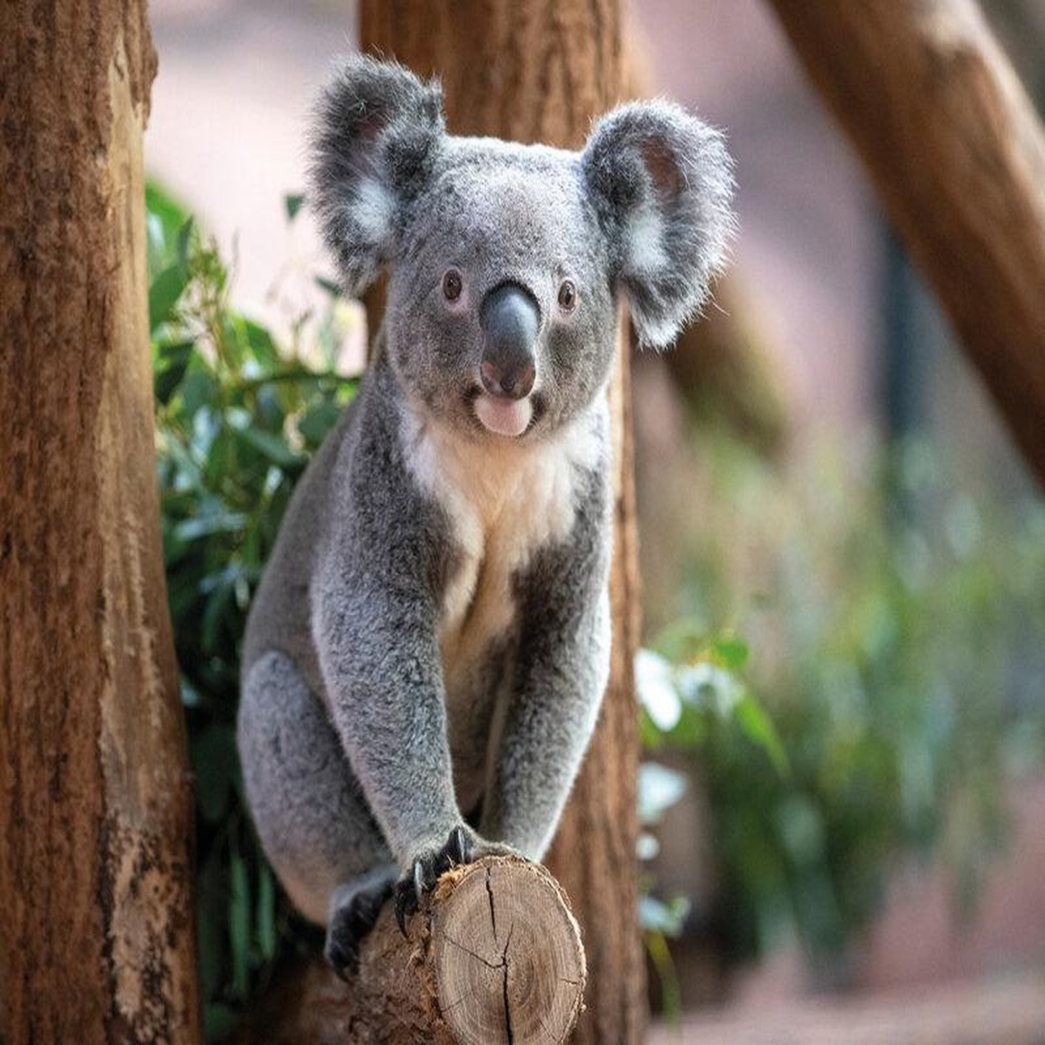 Voir la diapositive 5 : Smartbox ZooParc de Beauval - 2 tickets 1 jour - Coffret Cadeau Multi-thèmes