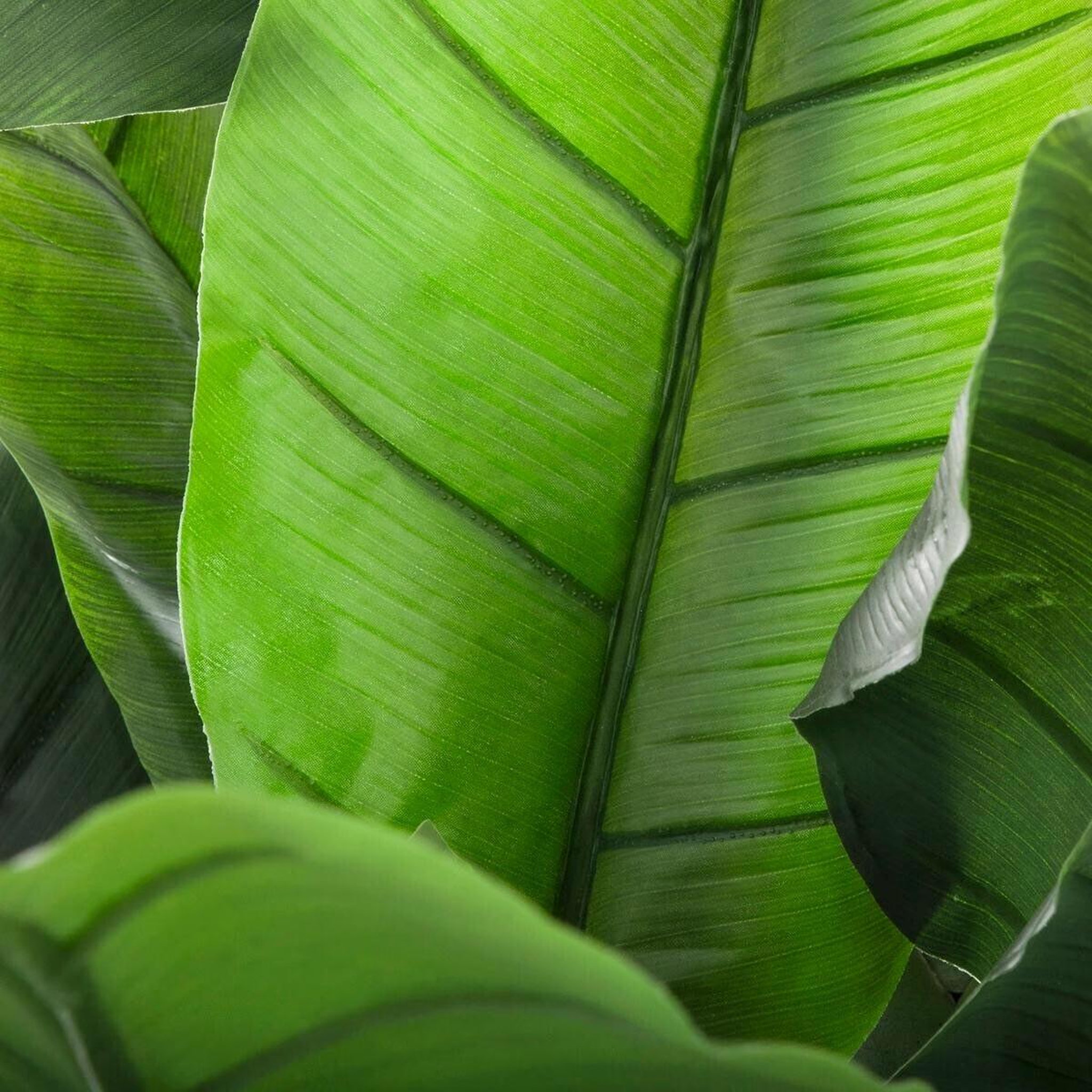Voir la diapositive 2 : ATMOSPHERA Plante artificielle  bananier  170cm vert