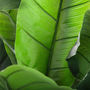 Voir la diapositive 2 : ATMOSPHERA Plante Artificielle  Bananier  170cm Vert