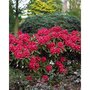 Rhododendron Scarlet Wonder - Le pot / 3L / Hauteur livrée 20-30cm - Willemse