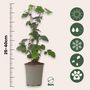 Voir la diapositive 2 : PLANT IN A BOX Plante de mûre - Lot de 3 - Rubus Thornless - Hauteur 25-40cm - ⌀9cm