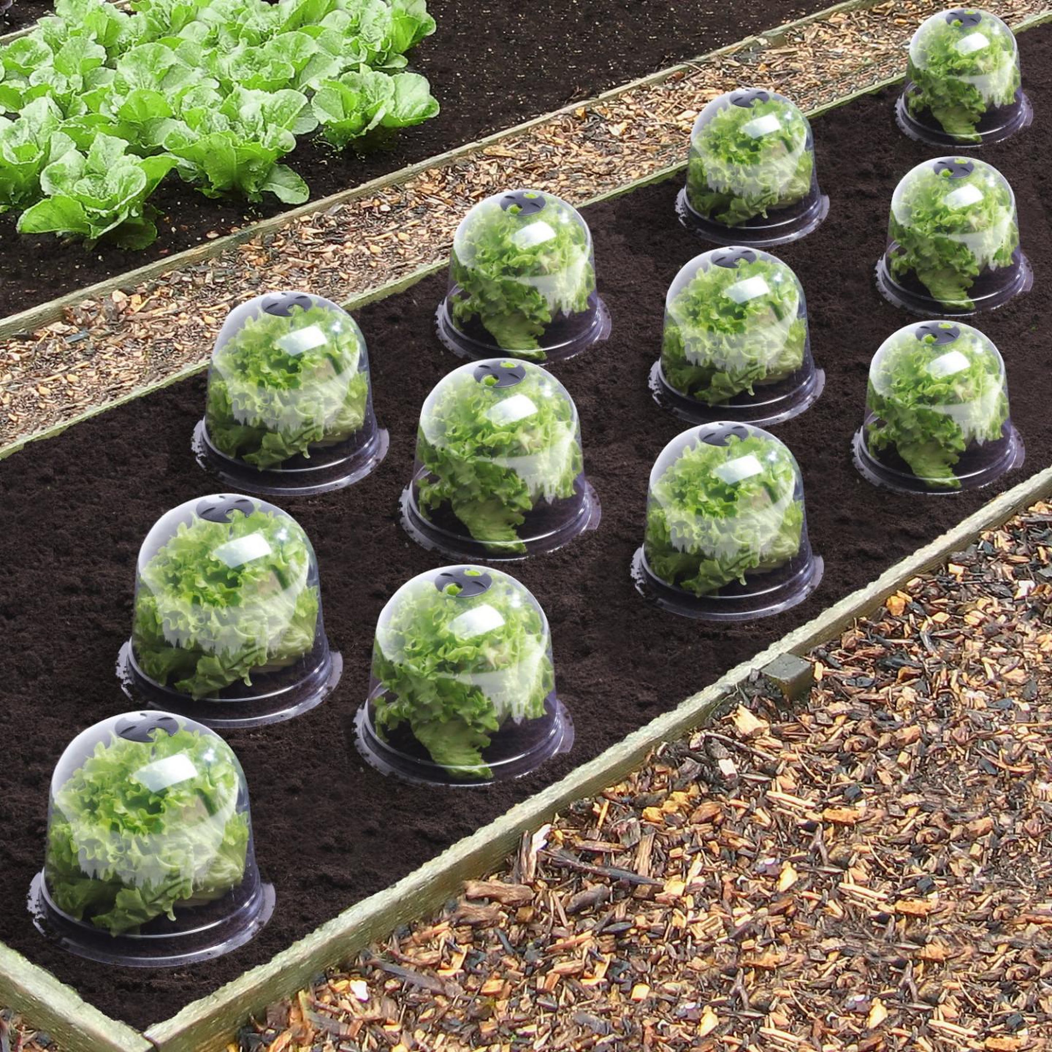 Voir la diapositive 2 : ID MARKET Cloche à salades x12 serre de protection pour plants