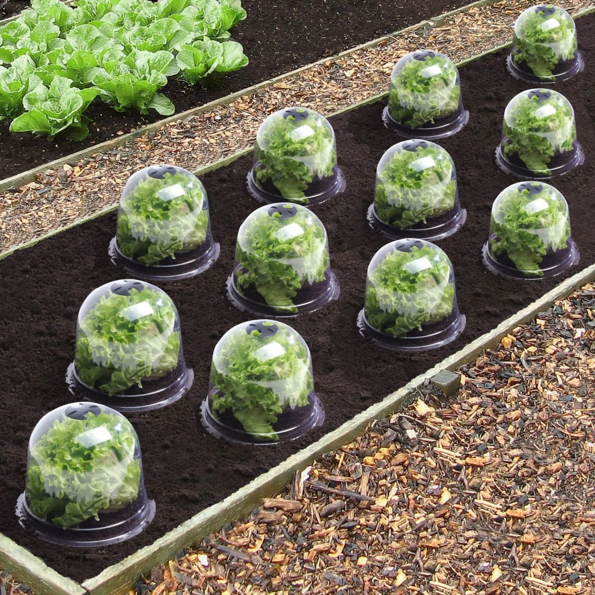 ID MARKET Cloche à salades x12 serre de protection pour plants