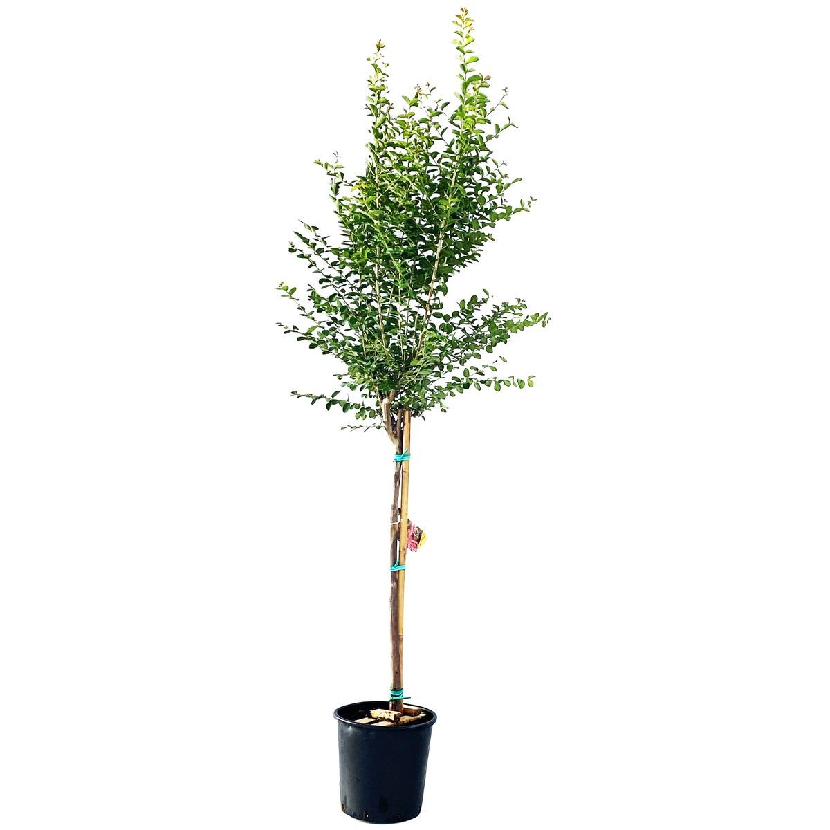 Lagestroemia Indica En Mix (Violet, Blanc, Rose, Rouge) Pot 35L Haut. 150/175cm