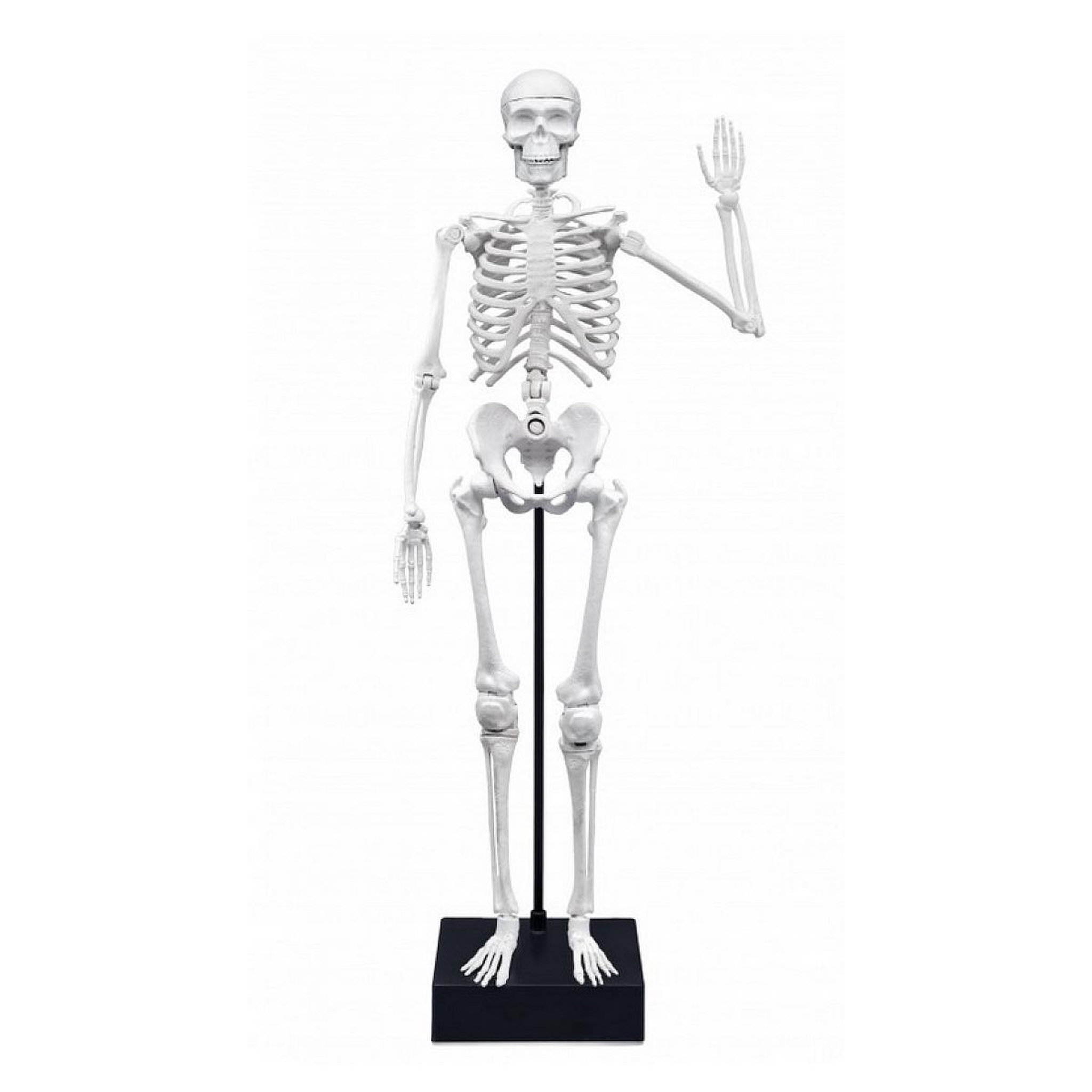 Voir la diapositive 3 : BUKI Squelette de 45 cm a construire – buki