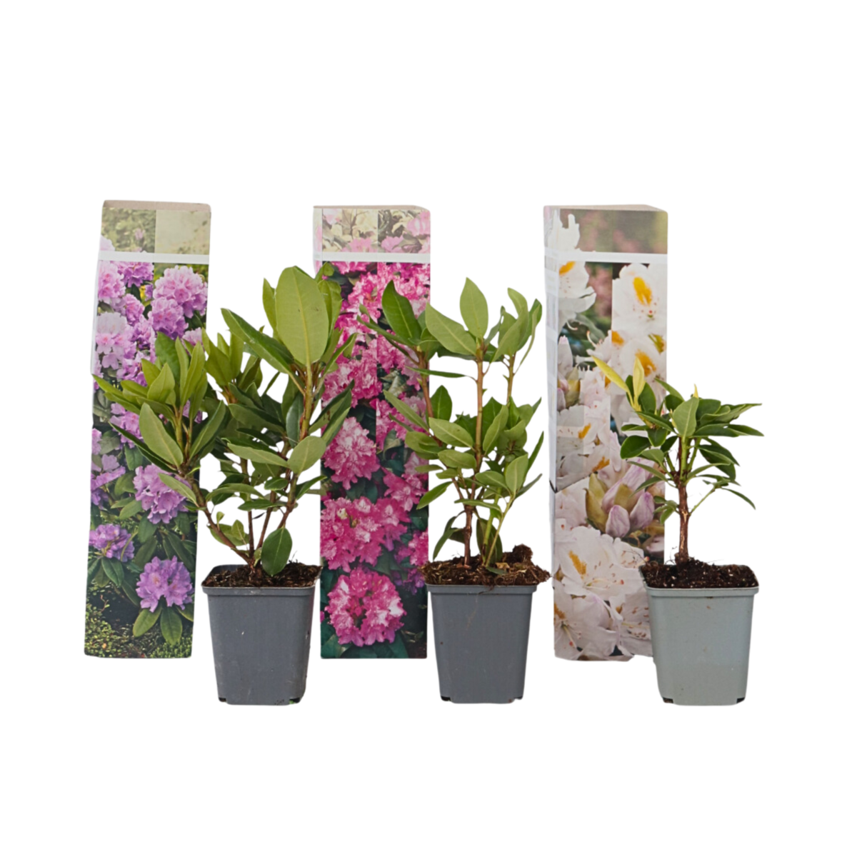PLANT IN A BOX Buisson à fleurs - Set de 3 - Rhododendron catawbiense - Hauteur 25-40cm - ⌀9cm