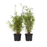 PLANT IN A BOX Bambou non-traçant - Set de 2 - Fargesia nitida 'Red Dragon' - H50-70cm - ⌀17cm
