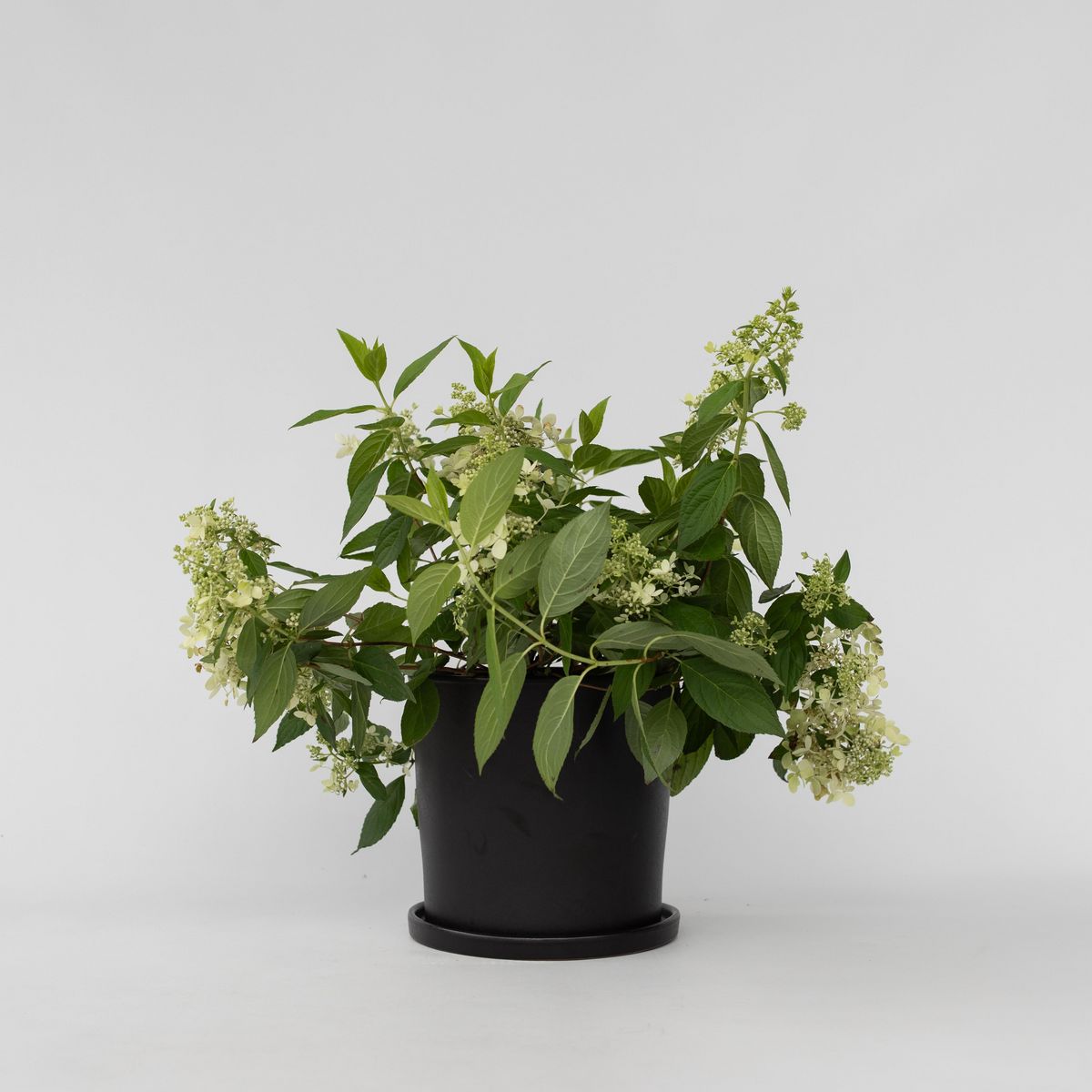 PLANT IN A BOX Hortensia - Hydrangea paniculata 'Confetti' - Hauteur 25-40cm - ⌀19cm