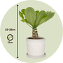 Voir la diapositive 2 : PLANT IN A BOX Palmier hawaïen - Brighamia insignis - Hauteur 25-35cm - Pot 12cm