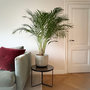 Voir la diapositive 5 : PLANT IN A BOX Palmier areca - Dypsis lutescens - Hauteur 140-150cm - ⌀27cm