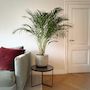 Voir la diapositive 5 : PLANT IN A BOX Palmier areca - Dypsis lutescens - Hauteur 140-150cm - ⌀27cm