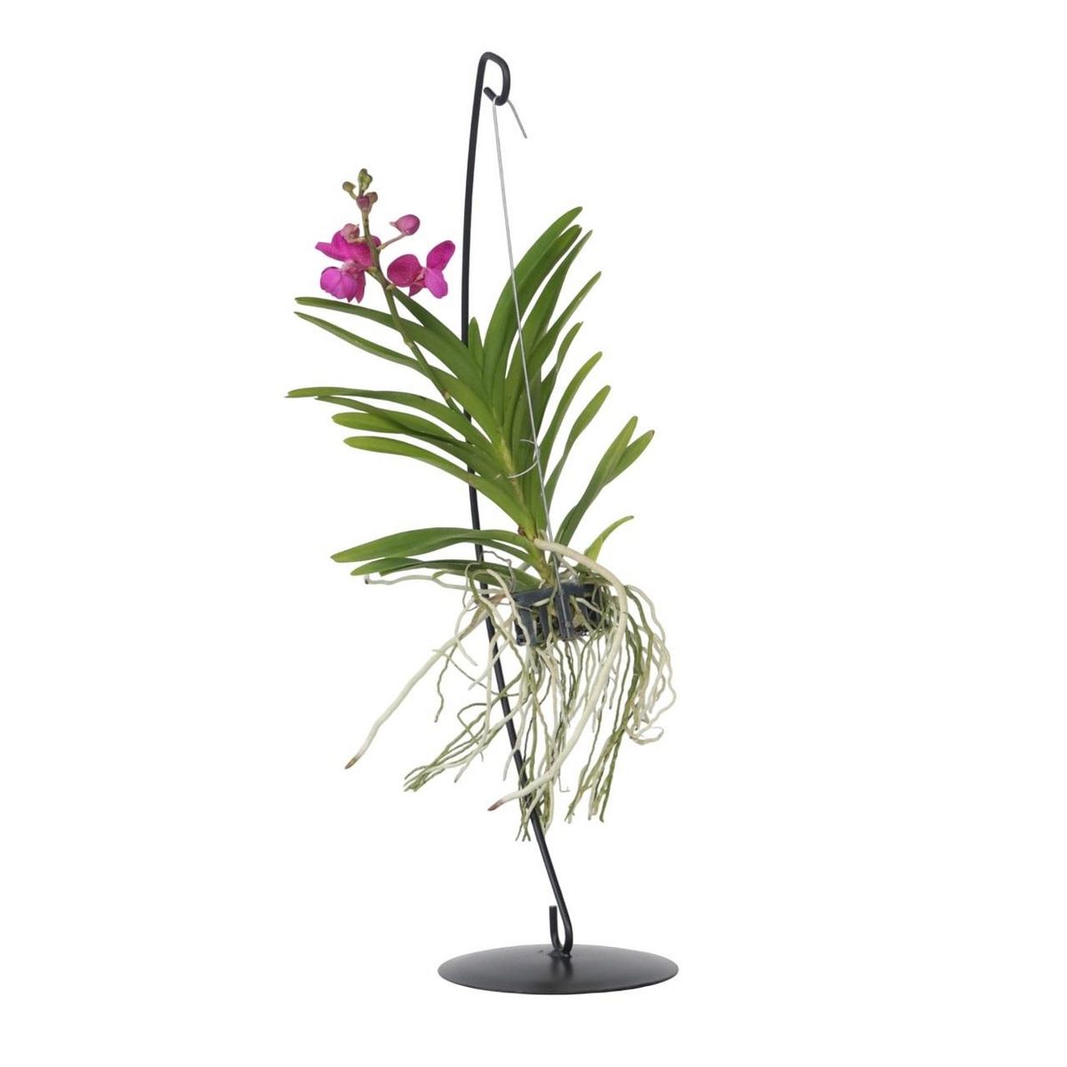 PLANT IN A BOX Orchidée - Vanda 'Pink' - Hauteur 45-55cm