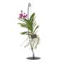 Voir la diapositive 1 : PLANT IN A BOX Orchidée - Vanda 'Pink' - Hauteur 45-55cm