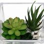 Voir la diapositive 2 : ATMOSPHERA Composition  Plante Artificielle  15cm Transparent